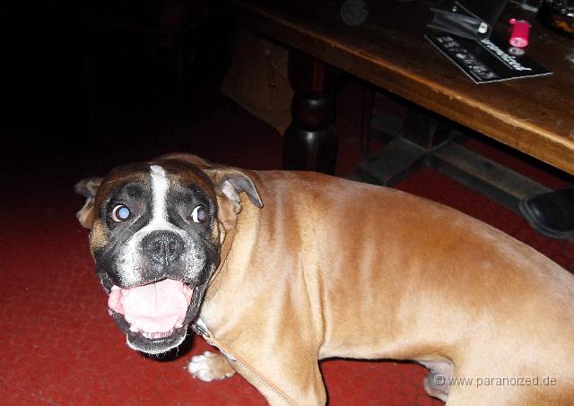 Podium201034.jpg - Sag mal: "Paaaaraaaanoized"